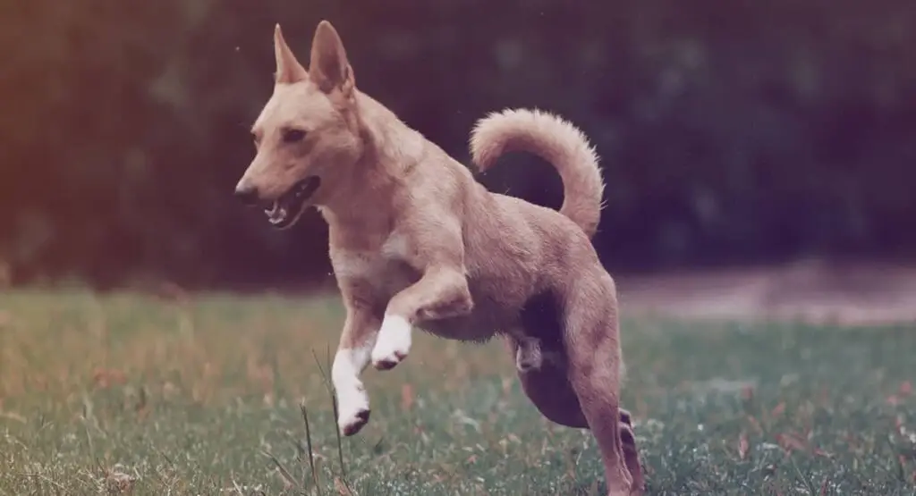 pet sitting video