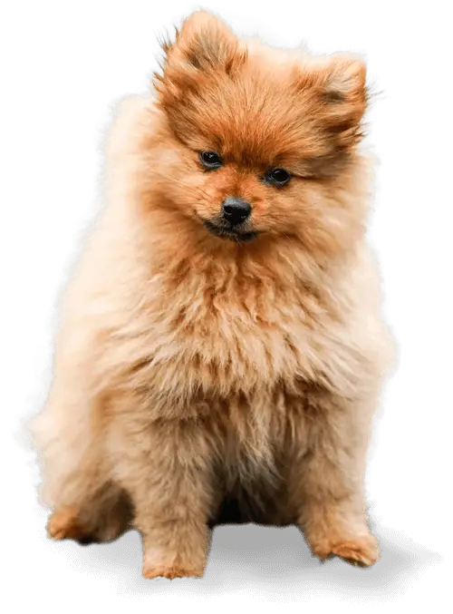dog about